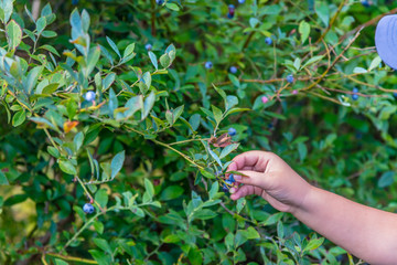 Grabbing Blueberries from Blueberry Bush on Blueberry Farm