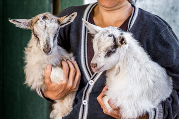 Obraz premium A woman holds on her hands two little goat's. Breeding of livestock in the farm government_