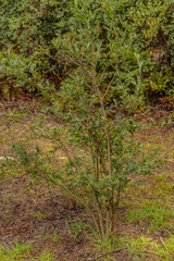 Fototapeta premium Young Blueberry Bush