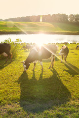 Cows in the rays of sunlight