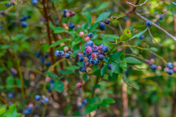 Fresh Blueberry Bushes Farm