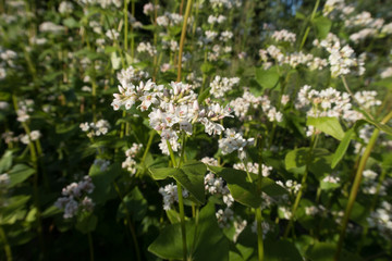 bright colorful summer flowers