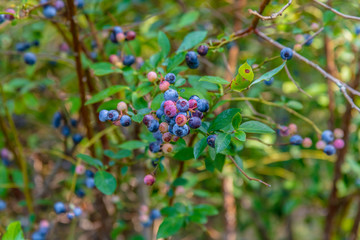 Fresh Blueberry Bushes Farm