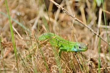 Lézard vert en Bretagne