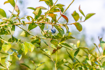 Blueberry Bushes Farm with Clouds / Sky