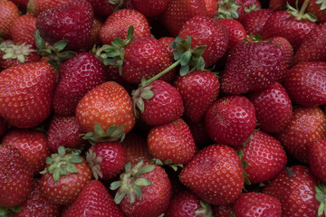 bright large red strawberry