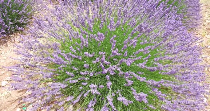 Yazın &Ccedil;i&ccedil;ekleri