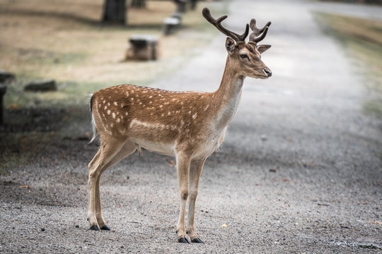 Dammwild im Wald