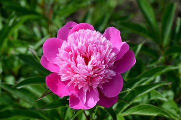 Pink peonies in the garden