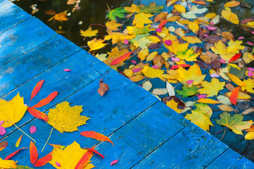 Colorful autumn leaves on blue scuffed boards. Maple leaves on a blue background as an autumn...