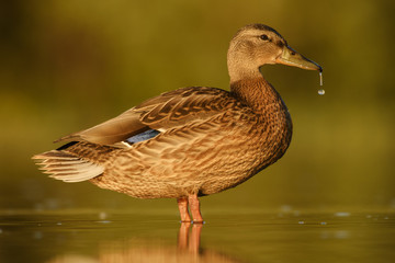 Mallard - Anas platyrhynchos, common water bird from European rivers and lakes.