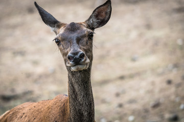 Fototapeta premium Portrait eines Rot Hisch