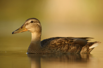 Mallard - Anas platyrhynchos, common water bird from European rivers and lakes.