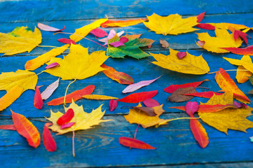 Fototapeta na wymiar Colorful autumn leaves on blue scuffed boards. Maple leaves on a blue background as an autumn concept.