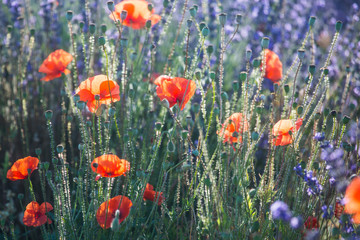 Obraz premium Beautiful meadow full of red wild poppies closeup in sunshine flare
