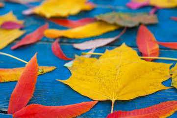 Colorful autumn leaves on blue scuffed boards. Maple leaves on a blue background as an autumn...