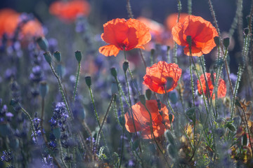 Obraz premium Beautiful meadow full of red wild poppies closeup in sunshine flare