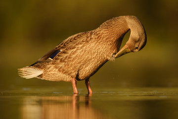 Mallard - Anas platyrhynchos, common water bird from European rivers and lakes.