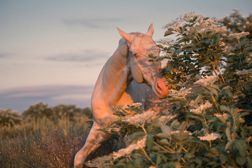 Portrait of a pearl pink AkhalTeke horse among flowering trees on the sunrise in the morning