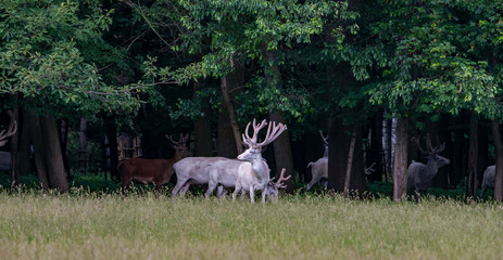 Some majestic white and brown deers in the game reserve, forest in the backgroung