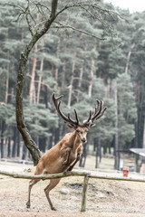 Hirsch springt über einen Zaun