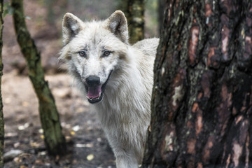 Arktischer Wolf im Wald