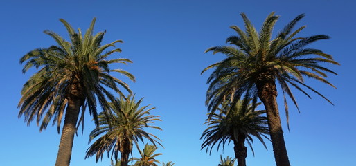 Obraz na płótnie Canvas Palm Trees and Blue Sky