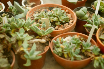 Picture of cactus in botanic garden