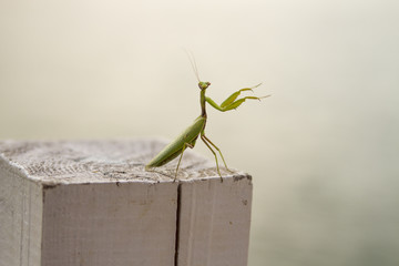Praying Mantis for rain
