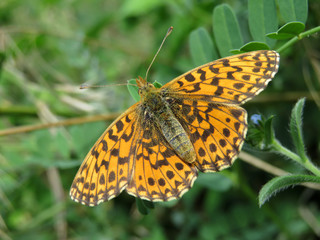 Pearl-bordered fritillary (Boloria selene) on a flower with open wings close-up. Butterfly in the family Nymphalidae on a summer green meadow