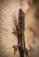 Brown gecko climbing a wall with blurred background