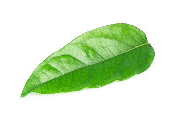 Fototapeta na wymiar Green Tiliacora triandra leaf isolated on white background, herb and medical concept