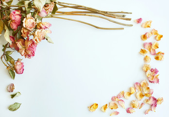 Picture of autumn background of dry roses with copy space over white background