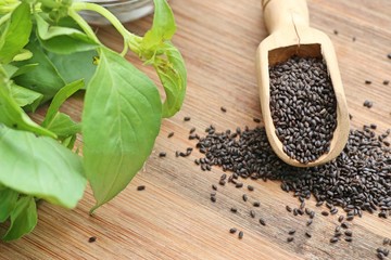 Fresh basil with seed