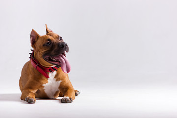 Obraz premium Red dog on white