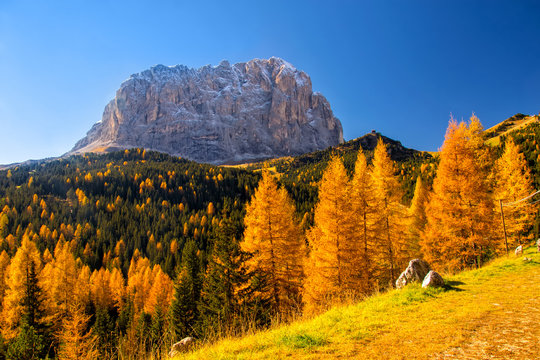 Autumn scenery in Dolomite Alps with beautiful yellow larch trees and Sassolungo mountain on background
