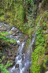 Scenic Rainforest Stream on Maui