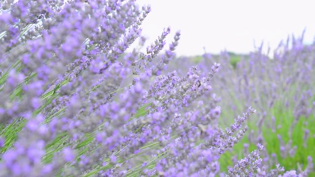 Lavanta Yetiştiriciliği