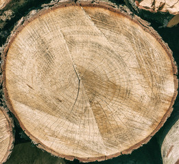 Naklejka premium A log texture isolated on a black background.