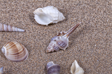 Beach sand with seashells on top