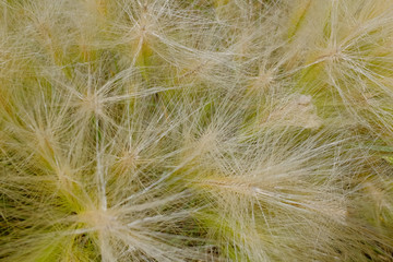 Feather grass in summer in the steppe