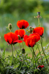 Obraz premium Scarlet poppy. Garden poppies.