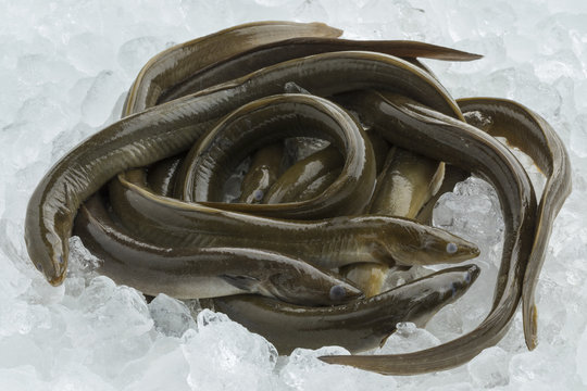 Fresh raw eels on ice
