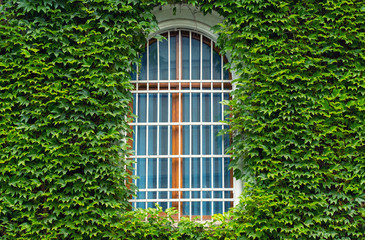 Ivy on the wall and window. Concept and idea for background