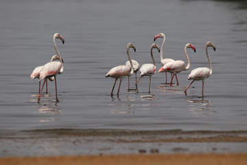 Greater Flamingos are local migrants in Pakistan. They love to breed around mangroves and eat small shrimps that give them the pink tone. Beautiful and look clumsy in flight 