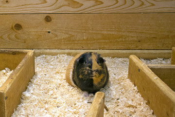 Funny cute tortoiseshell guinea pig sitting on the sawdust in a large wooden toy labyrinth