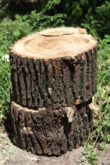 Stumps from felled trees. Two stumps on each other. Poplars.