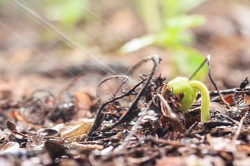 Green seedling growing on the ground in the rain.