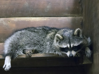 Funny fluffy raccoon lying in a wooden cage at the zoological garden