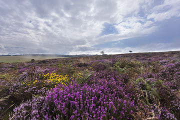 Fototapeta premium Heather and Gorse on the Quantock Hills